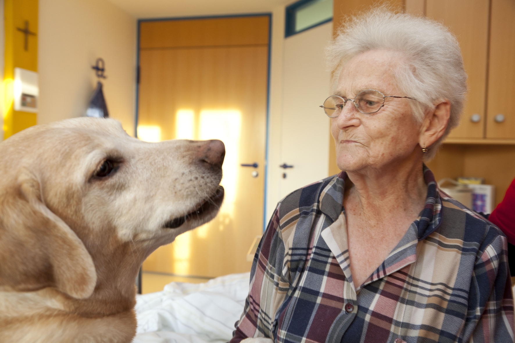 Erfolgreiche Besuchhunde